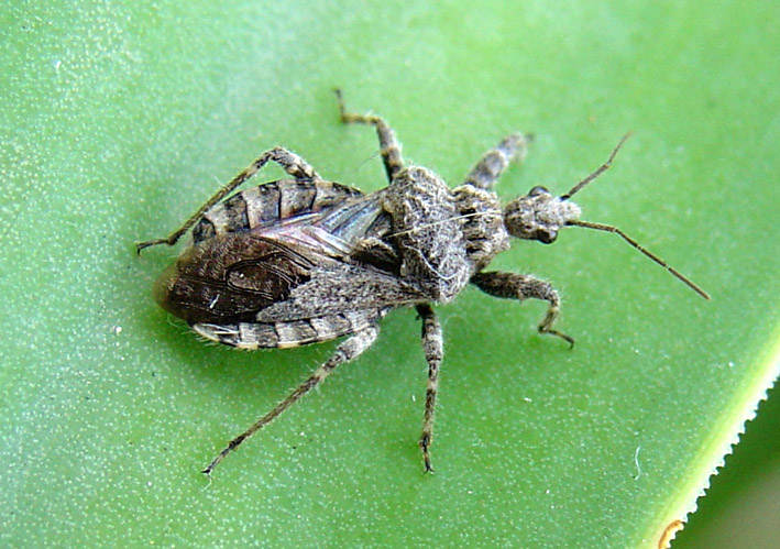 Reduvidae: Coranus niger della Sardegna